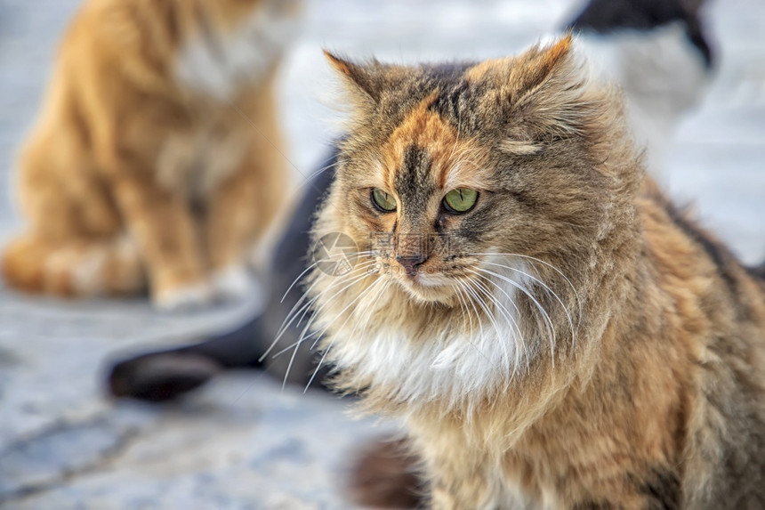 荒野愤怒的毛绒猫肖像水平视图野生动物人们图片