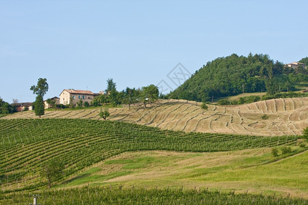 意大利地区典型貌托斯卡纳树平静的农业图片