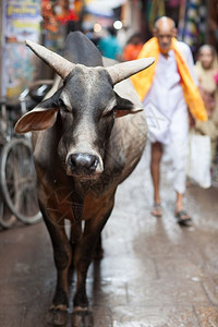 亚洲农田街道印度拉贾斯坦邦街上的圣牛高清图片