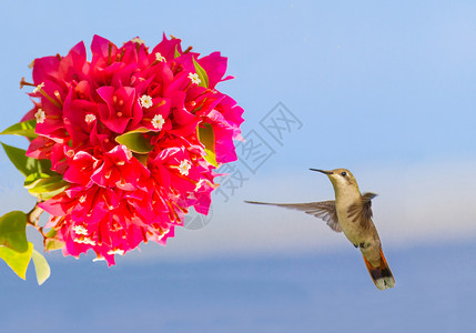 一动不无声的沉默飞行蜂鸟在红花前空中徘徊图片