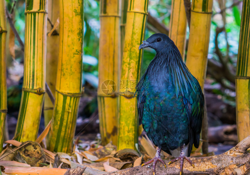 有色动物学尼科巴尔鸽子有多彩的闪亮羽毛来自印度尼科巴尔群岛的美丽热带鸟类物种图片