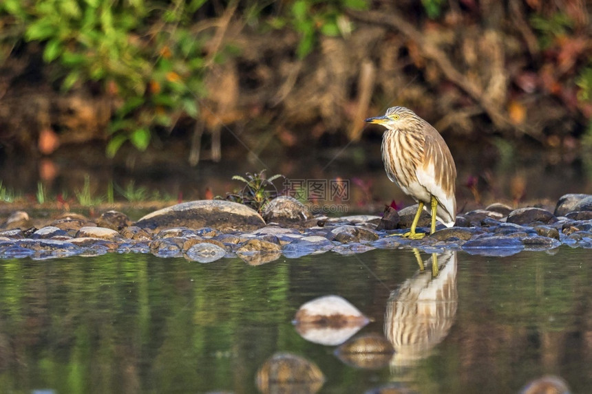 环境观鸟预订印度池塘苍鹭Ardeolagrayii湿地皇家巴迪亚国公园Bardiya公园尼泊尔亚洲印度池塘苍鹭图片