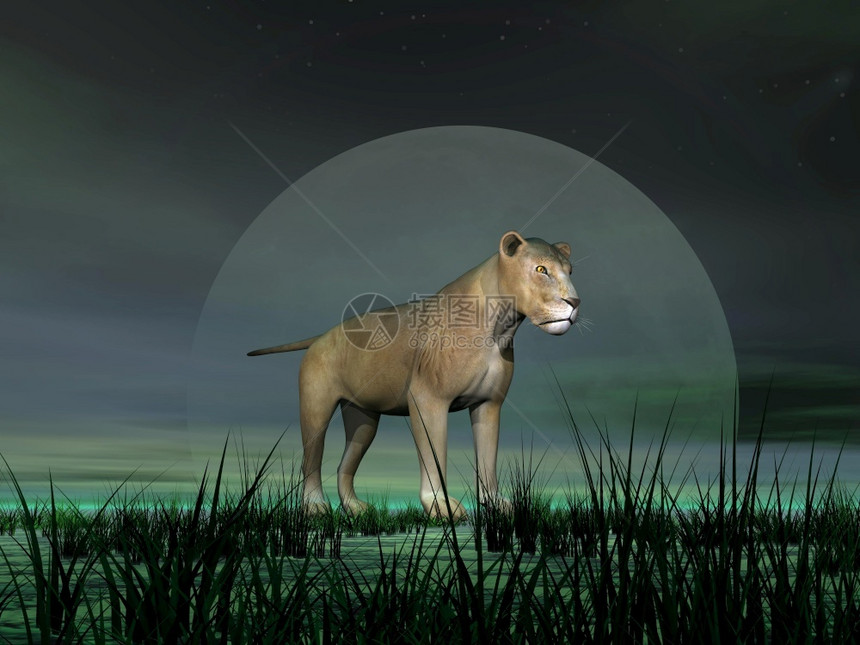 脊椎动物捕食者使成为美丽的母狮站在月光绿草地上图片