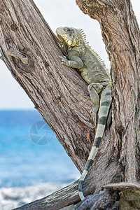 爬虫类博内尔岛海岸绿蜥蜴在树上攀爬荒野捕食者图片