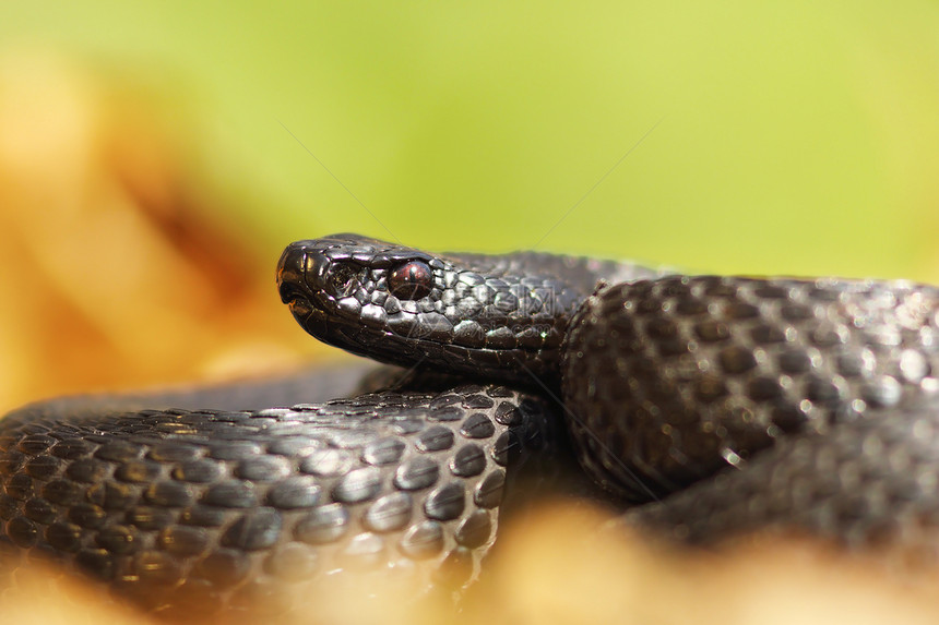 蛇科黑化的尼尔斯基毒蛇肖像Viperaberusnikolskii动物欧洲的图片