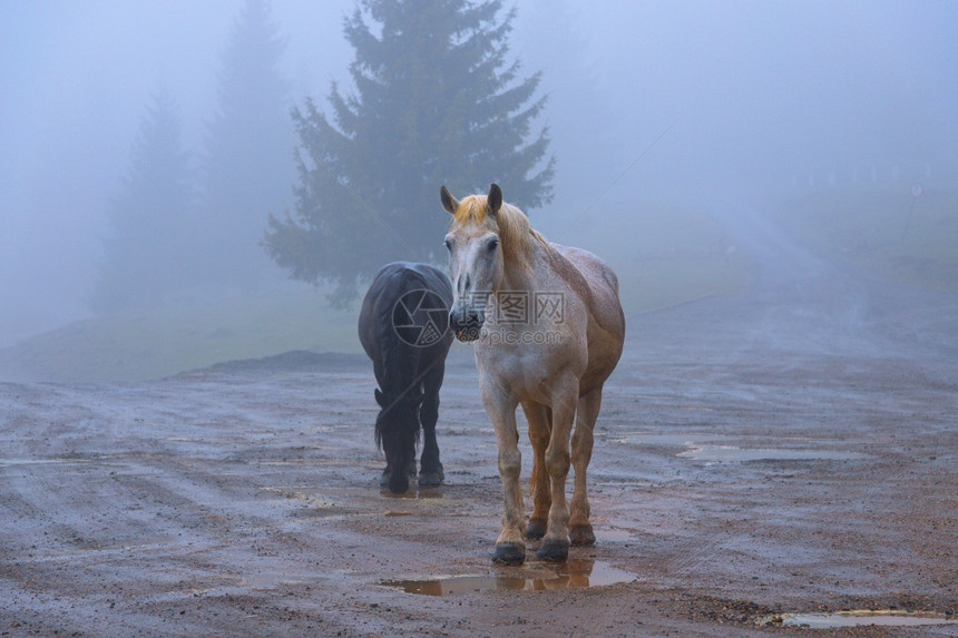 秋天农场多雾路段在阿普塞尼山脉的野马中动物有时来到村庄但是它们活在野外繁茂图片