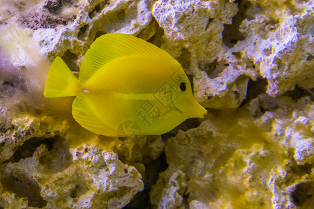 已知紧闭的黄鱼水产养殖业中流行的鱼来自哈瓦伊的热带鱼种夏威夷人黄色的图片