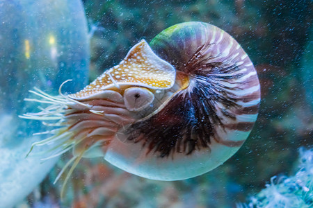 礁石与贝壳稀有热带海洋生物肖像画描绘一只活壳状水下化石海动物鹦鹉螺美丽的稀有背景