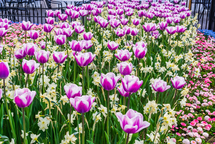 种紫色和白郁金香花地毯配有黄色水仙典型的荷兰装饰花园艺季节花朵图片