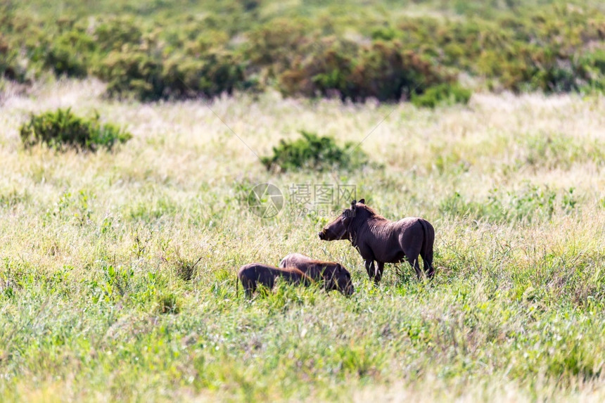 丑陋肯尼亚大草原丛中的疣猪家族肯尼亚大草原丛中的疣猪家族黄褐斑草食动物图片