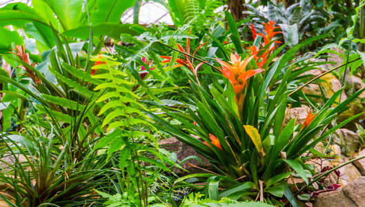 花园里的凤梨属热带植物高清图片