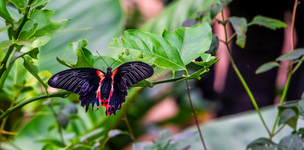 错误亚洲热带昆虫品种叶子上一只红蝴蝶紧闭着来自亚洲的树叶保持图片
