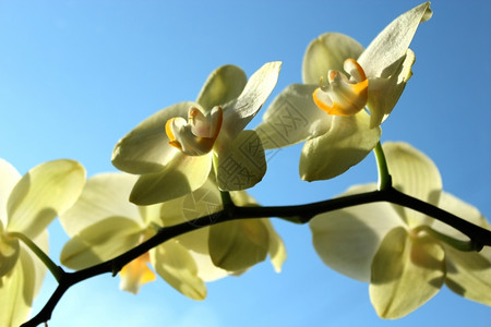 优雅的黄兰花美丽树枝在天空之幕下闪耀花瓣热带图片