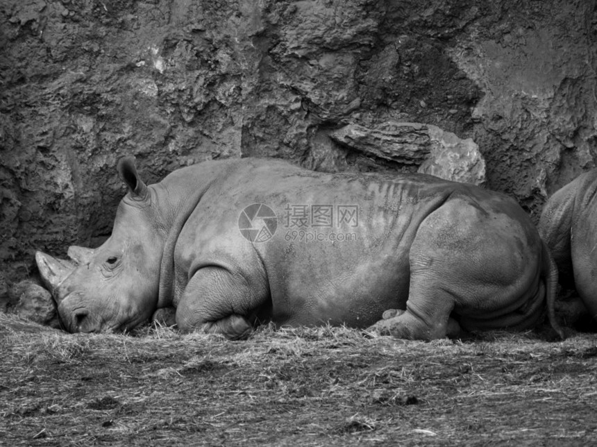 有角的白犀牛躺在地上休息的特征简介动物自然图片