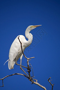 哈里杜鲁门荒野生物多样鸟类学大白鹭乔贝河公园博茨瓦纳非洲背景