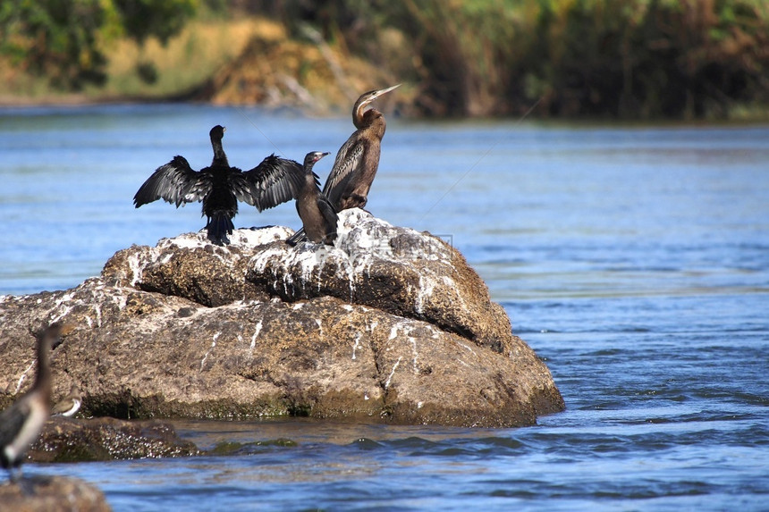 非洲飞镖黑腹羚羊乔贝河公园博茨瓦纳非洲羽毛人帕克兰图片