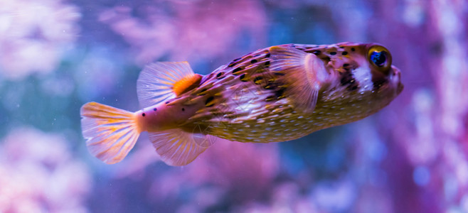 四齿目生活具有丰富多彩背景热带和来自亚特兰海的热带多彩鱼类水族馆图片