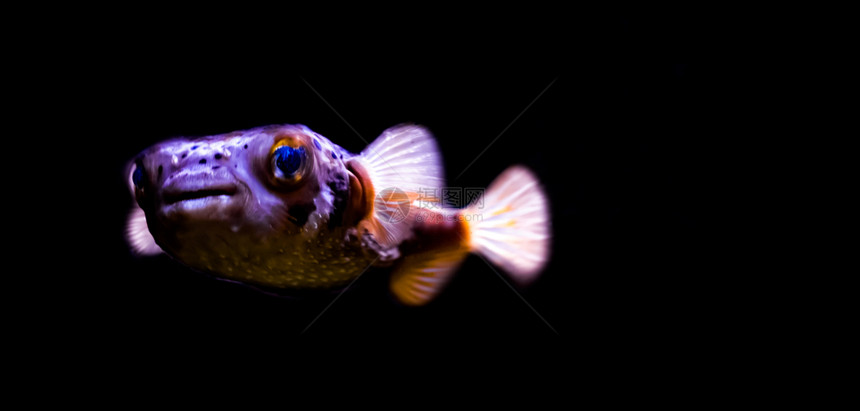水产养殖紧闭的美丽豪猪鱼远离黑色背景来自印度海洋的热带鱼类与黑底隔离长刺鱼类学图片