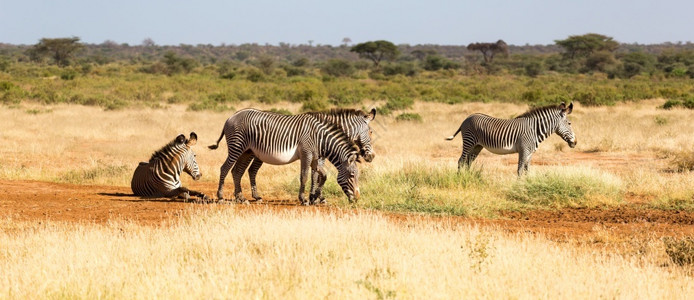 阿纳萨齐肉汁斑马家族正在肯尼亚的热带草原上放牧桑布鲁阿齐拉家族正在桑鲁肯尼亚的热带草原上放牧坦桑尼亚条纹背景