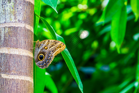 尤里坐在树干上来自美洲的多彩和热带树种森林巨型猫头鹰蝴蝶翅膀院子卡利戈背景