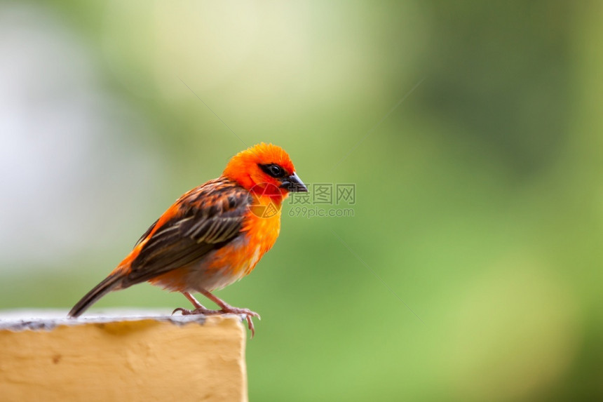 植物群塞舌尔的一只小红当地鸟男动物群图片