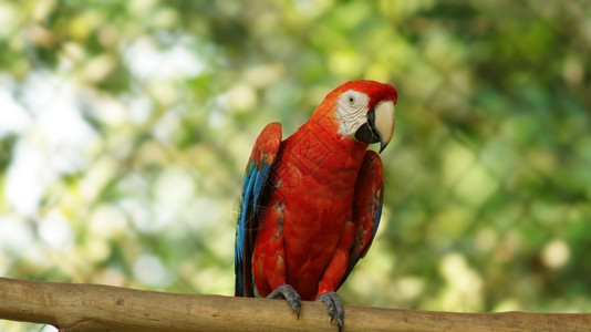 瓜卡马约丛林翅膀高清图片
