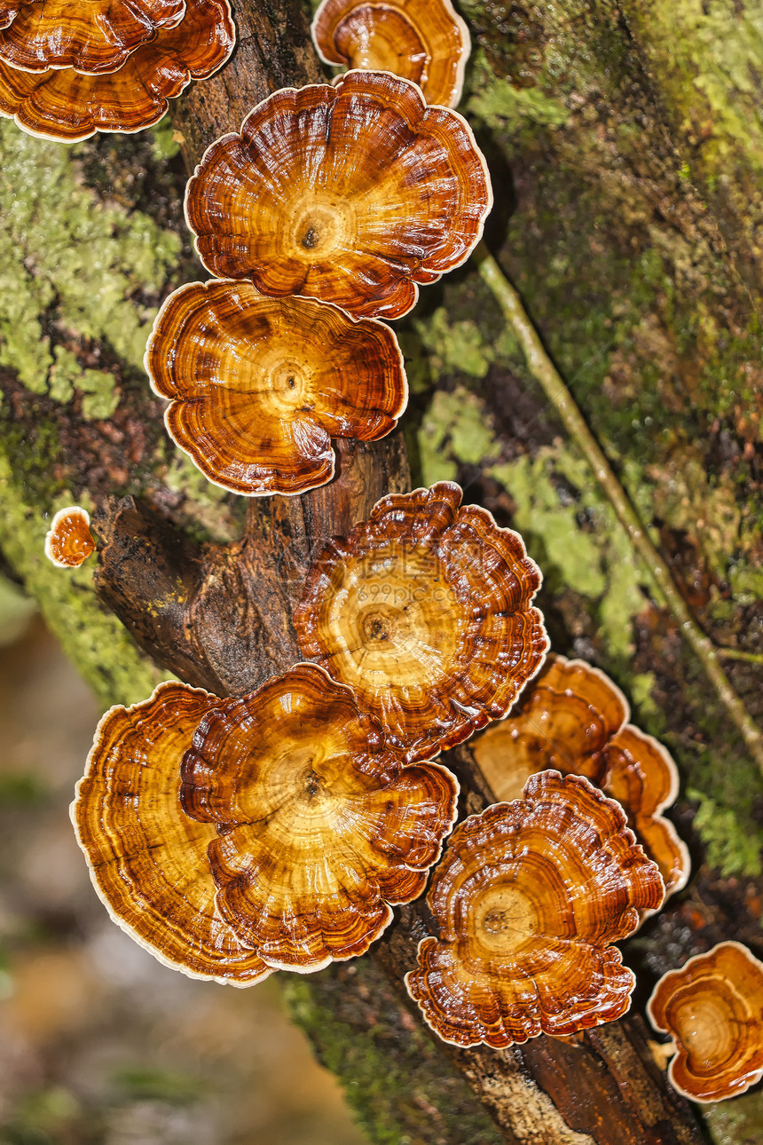 野生蘑菇辛哈拉公园雨林世界遗产址教科文组织生物圈保护区斯里兰卡荒野地区亚洲蘑菇斯里兰卡辛哈拉加公园雨林自然新鲜的绿图片