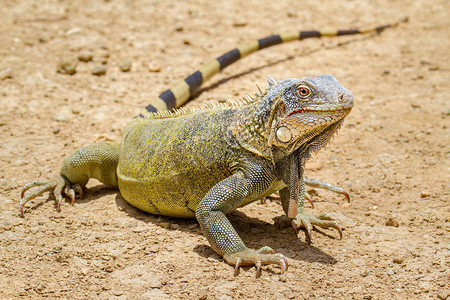 脊椎动物在地面上紧贴的绿色蜥蜴站立野生动物爬虫类图片