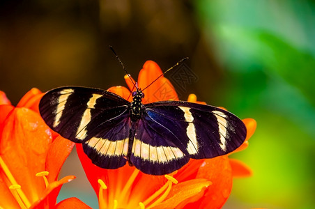 昆虫养殖巴拿马来自哥斯达黎加美洲的热带昆虫种亚历山苏维埃卡罗拉多长翼图片