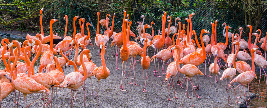 岛屿泻湖来自加拉帕戈斯群岛的热带鸟儿们都站在一起它们来自美国大火烈鸟家族生动图片