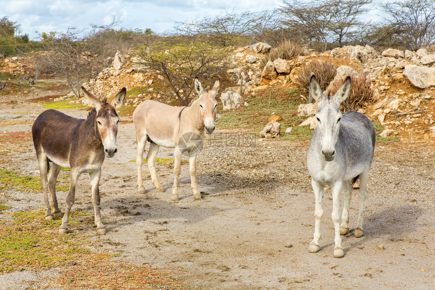 团体美国广播公司在博内尔岛的野生动物中站立着三个多彩的驴子加勒比海图片