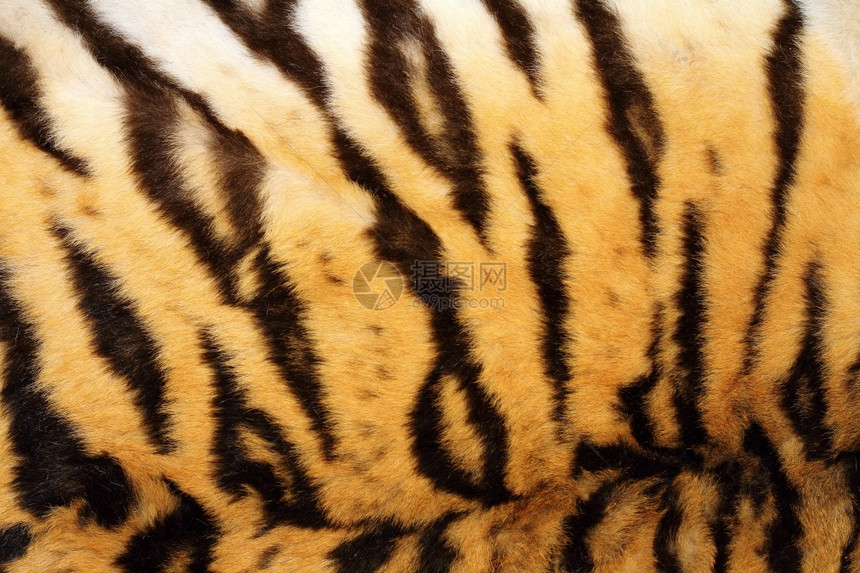 凶猛的老虎的皮肤纹路图片
