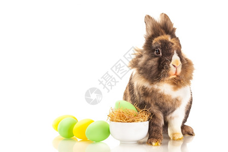 复活节彩蛋和长毛兔子图片