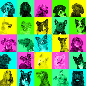 粉色的富有表现力狗画像拼凑光亮面部表情在潮流的尼龙多色背景上流行风格狗画像的拼凑明亮面部表情广告背景图片