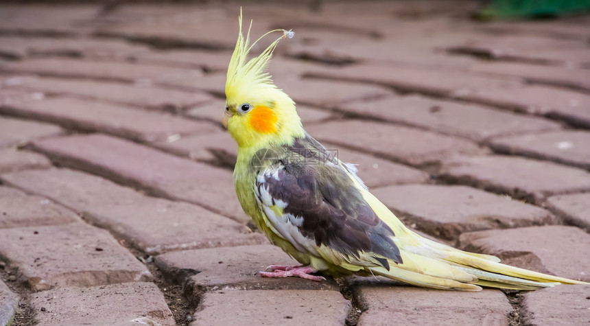 凤头黄色的来自澳大利亚热带鸟类种在澳洲文化中流行宠物热带鸟种图片