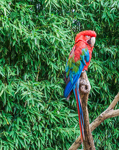 红绿金刚鹦鹉明亮的森林高清图片