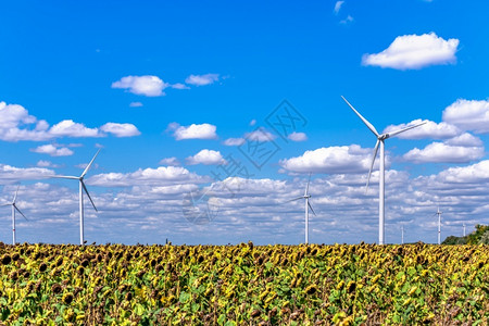 奥森向日葵绿色乌克兰帕鲁蒂诺Parutino081729年87209天日葵花场风力发电机对准乌克兰古希腊聚居地奥尔比亚附近的云层天空涡轮机背景