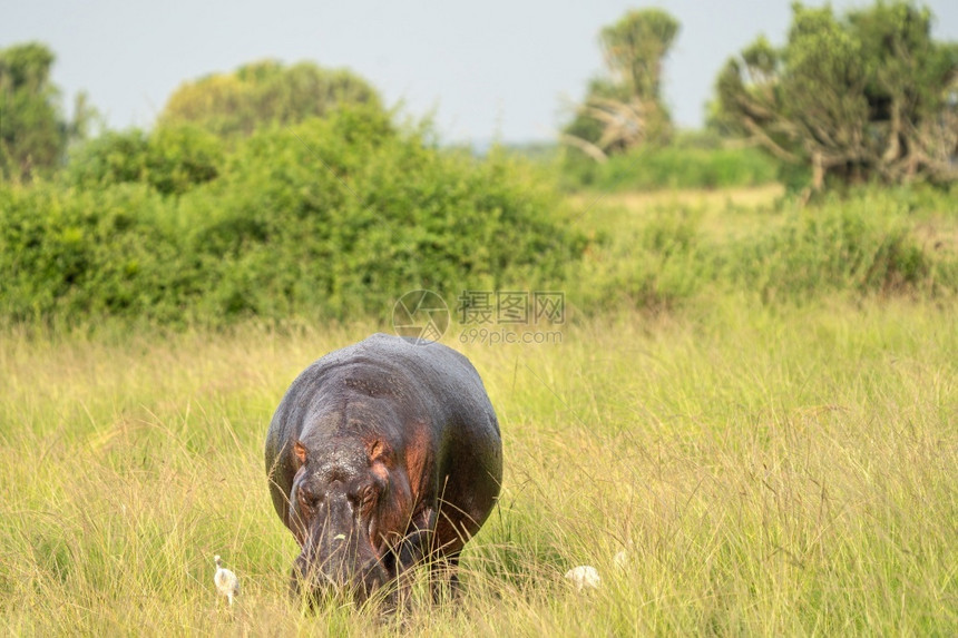 哺乳动物自然河马amphibius伊丽莎白女王公园乌干达主题图片