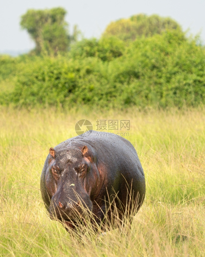 荒野动物河马amphibius伊丽莎白女王公园乌干达全景图片