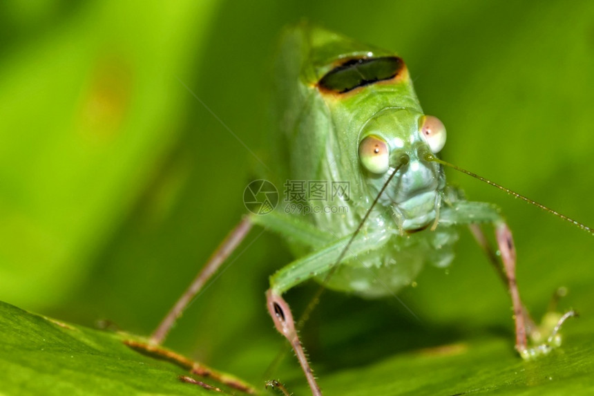 生物学美丽的模仿蚱蜢热带雨林哥斯达黎加美国丛林图片