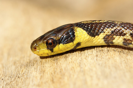 幼年多彩色的ZamenisLongismissimus食人蛇野生动物棕色的象征主义背景图片