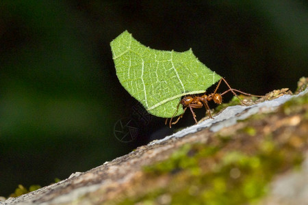 蓬塔雷勒保护切叶蚁热带雨林马里诺巴莱纳公园乌维塔德奥萨蓬雷纳斯哥达黎加中美洲国央科斯塔背景