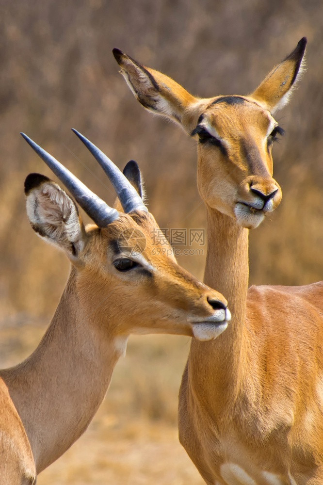 黑斑羚AepycerosmelampusmelampusKhamaRhinoSanctuarySerowe博茨瓦纳非洲主题生态系图片