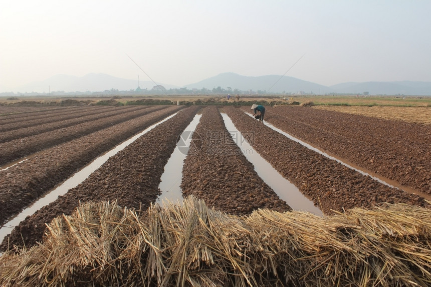 园丁种植晴天2014年月8日越南海东HaiDudong有18名农民种蔬菜图片