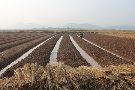 园丁种植晴天2014年月8日越南海东HaiDudong有18名农民种蔬菜图片
