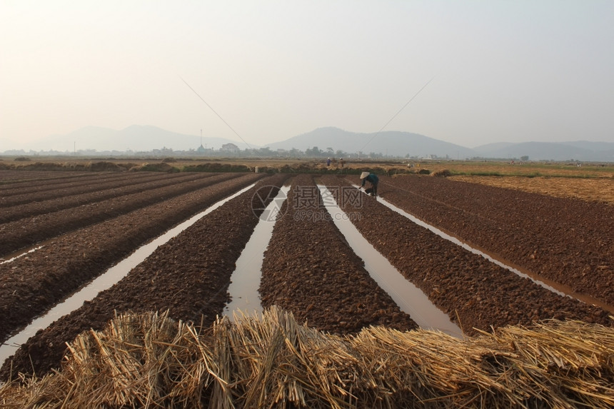 2014年月8日越南海东HaiDudong有18名农民种蔬菜植物男人女士图片