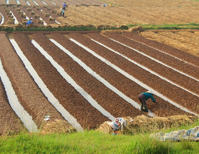 农场春天2014年月8日越南海东HaiDudong有18名农民种蔬菜耙图片