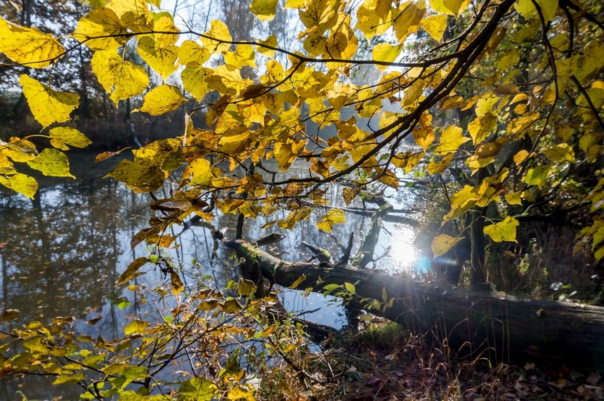 森林湖秋天的穿过树的阳光穿过秋天的森林湖叶子橙树木图片