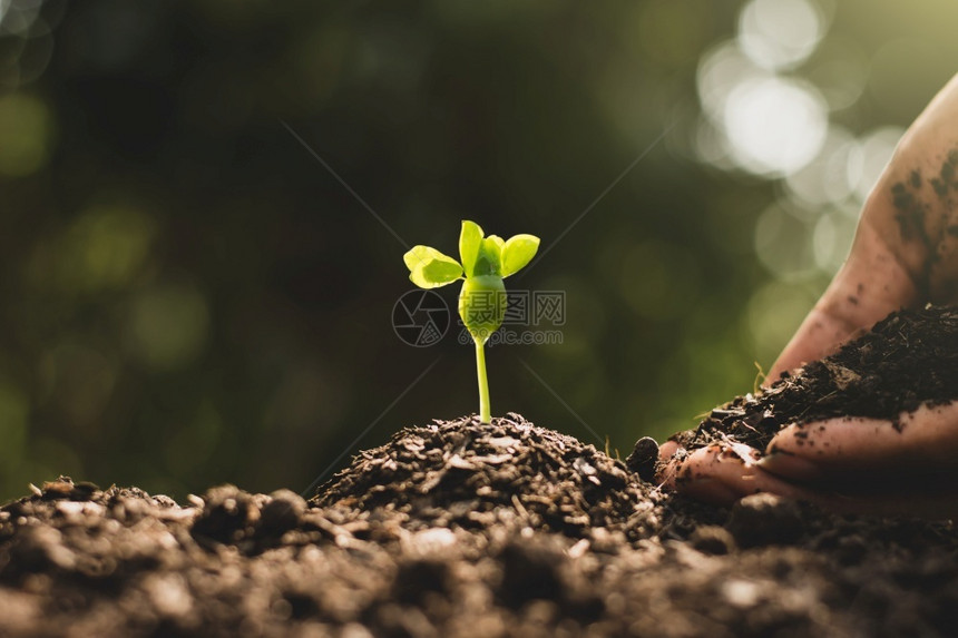 统计Arrrcopos手是种植树苗从土壤中生长环境概念顺序年轻的图片
