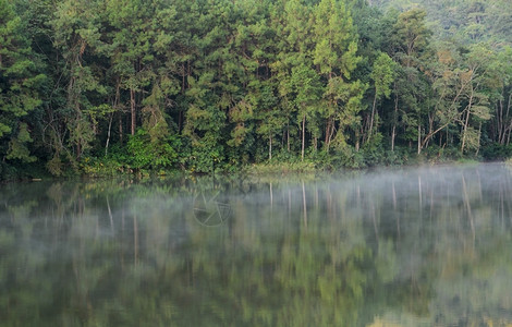 儿子清晨在泰国梅洪山的庞旺家公园看到松树与湖上雾的景象早晨多雾路段背景图片